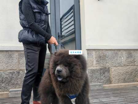 松狮多少钱一只?2025年最新价格行情分析!