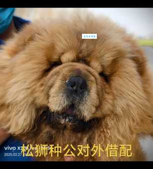 松狮多少钱一只？2025年最新价格行情分析！