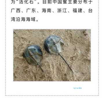 中华鲎怎么读？读音困扰你？用这方法一秒记住！