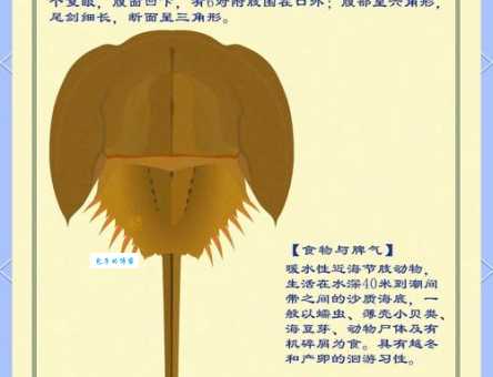 中华鲎怎么读？读音困扰你？用这方法一秒记住！