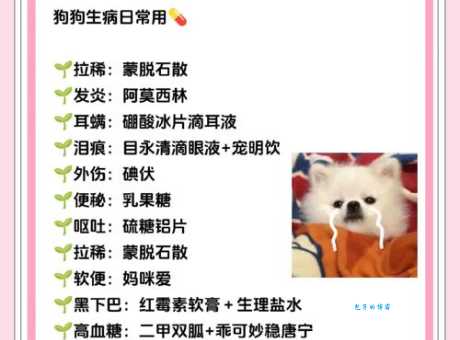 雅思狗粮喂养常见误区，你踩雷了吗？