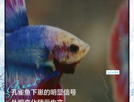 孔雀鱼为什么是鳄雀鳝的天敌？这种说法靠谱吗？
