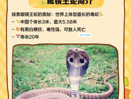 深入了解蛇王是几级保护动物？保护生态人人有责！