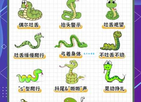 深入了解蛇王是几级保护动物?保护生态人人有责!