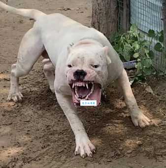 卓越犬舍幼犬多少钱？价格行情早知道！