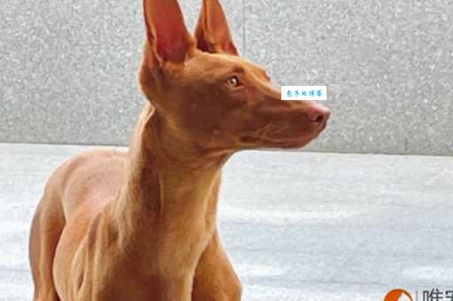 法老王猎犬价格大揭秘！不同品相价格差异大！