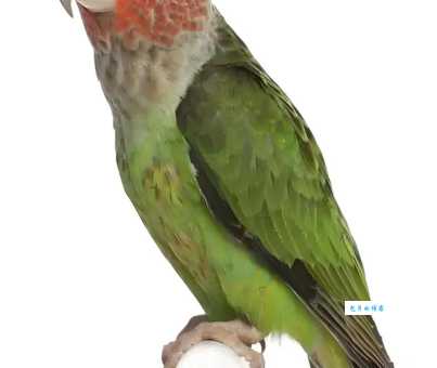 黄冠亚马逊鹦鹉挑选攻略，教你如何买到健康的！