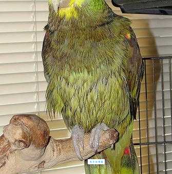 黄冠亚马逊鹦鹉挑选攻略，教你如何买到健康的！