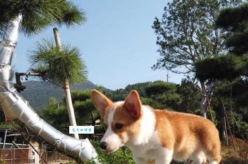 酷毕犬舍评价高吗？看看真实买家怎么说！