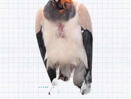 黑白兀鹫怎么读？一分钟学会正确发音！