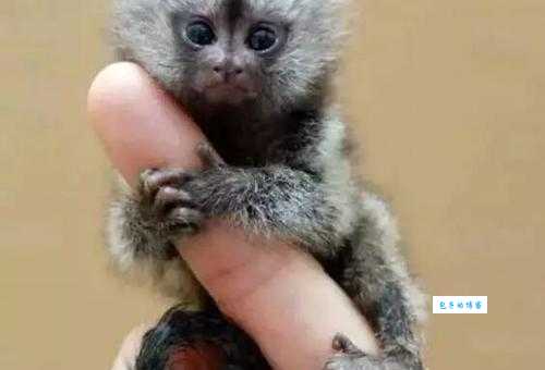 墨猴一只多少元靠谱？怎么分辨真假避免被坑呢？