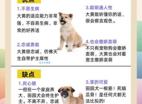 犬舍是什么意思？一文搞懂犬舍的真正含义！