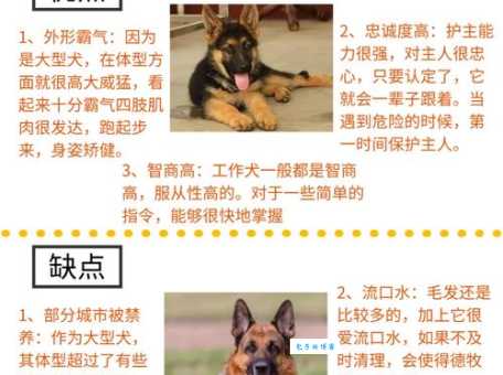 身边的“鹰犬之才”？这些特点你肯定见过！