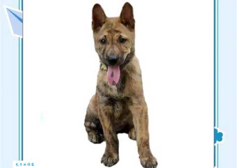 身边的“鹰犬之才”？这些特点你肯定见过！