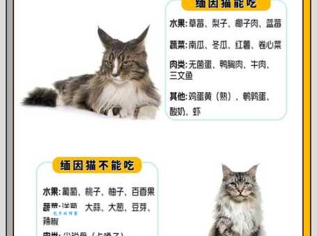 乌克兰巨猫Angie真的存在吗?它是不是缅因猫亲戚?