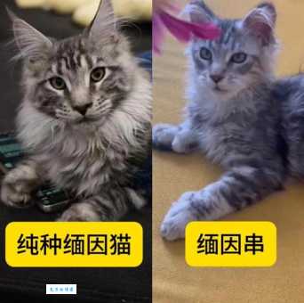 乌克兰巨猫Angie真的存在吗？它是不是缅因猫亲戚？
