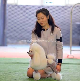 大瑞可犬舍口碑好不好?真实用户评价分享!