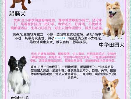 大瑞可犬舍口碑好不好？真实用户评价分享！
