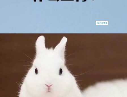 肥头大耳是什么生肖？生肖排行第几位你知道吗？