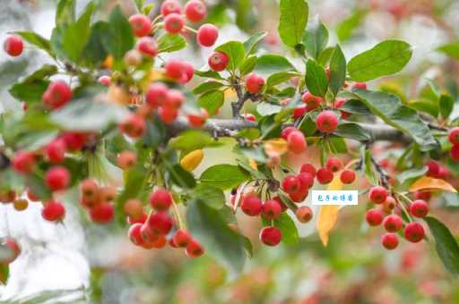 揭秘满山花果红似锦是什么生肖，别再被这句诗给绕晕了！