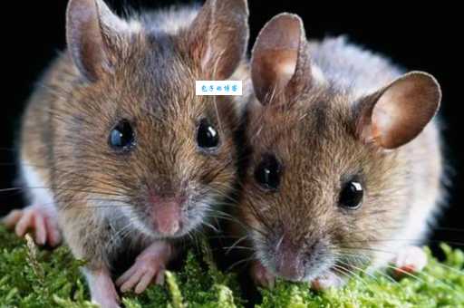 闺中女子打一生肖