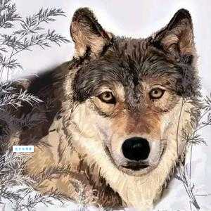 独步天下是什么生肖？看完这个故事你就瞬间明白了！