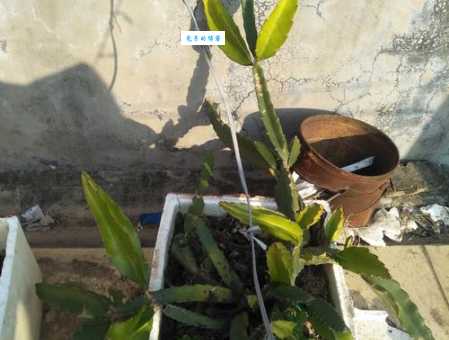 落地生根是什么生肖？这几种说法哪个才最准？