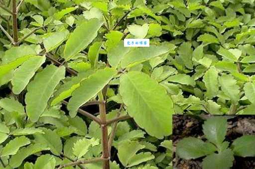 落地生根是什么生肖？这几种说法哪个才最准？