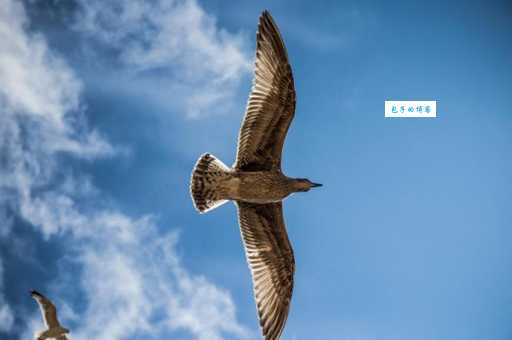 白云朵朵鸟飞来是什么生肖？帮你一次性排除所有的错误答案！