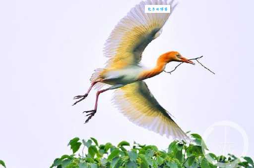 白云朵朵鸟飞来是什么生肖？帮你一次性排除所有的错误答案！