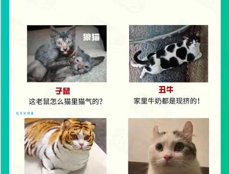 无法无天是什么生肖？揭秘背后的生肖动物是它！