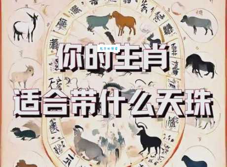 偷偷的是什么动物打什么生肖?揭秘与十二生肖的隐藏联系!