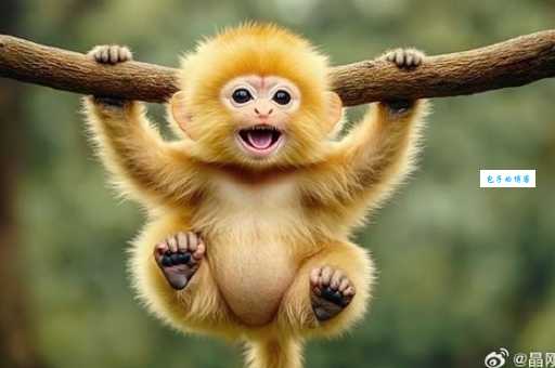 变化多端猜一生肖到底是什么？机灵鬼猴子就是它！