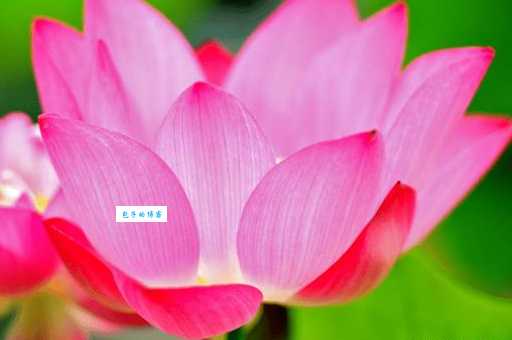 藕断丝连是什么生肖? 很多人都说错快来看正确答案!