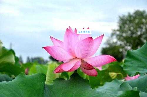 芙蓉映日是什么生肖的准确答案？别再猜了直接看这里！