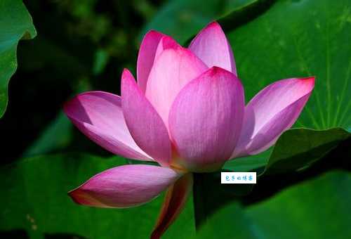 芙蓉映日是什么生肖的准确答案？别再猜了直接看这里！