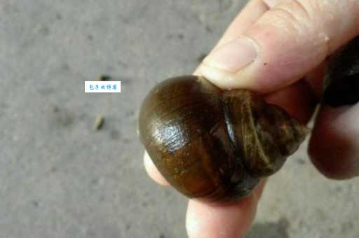 鸳鸯戏水什么生肖怎么看？只需记住这几点秘诀就够了！