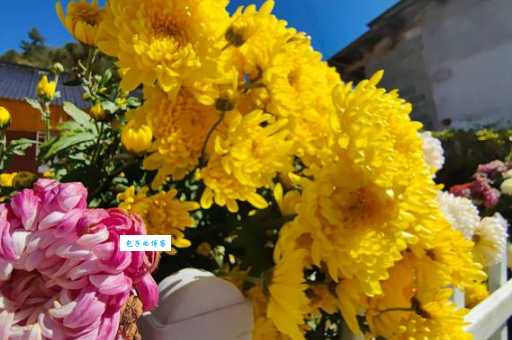 秋菊依簇三二开指什么生肖？到底指哪个？老司机告诉你！