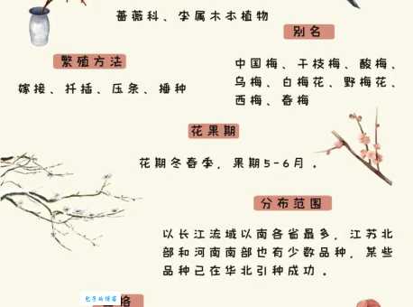 想知道梅花美女指什么生肖？专家教你秒懂不求人！