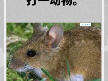 光阴似箭打一生肖是什么动物？高手教你一招猜中！