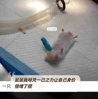 雷劈火烧是什么生肖？别再猜错了，正确答案在这里。