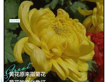 黄花女儿精准一肖怎么理解?专家为你深度解析!