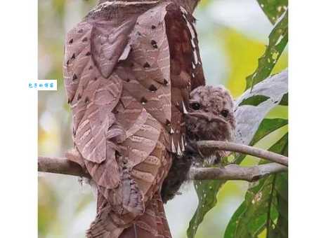 骗口张舌是什么动物？看完你就明白它们有多机灵！