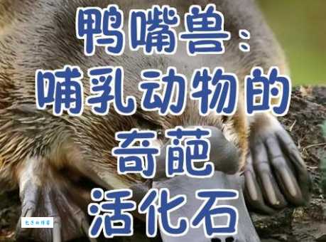 骗口张舌是什么动物？看完你就明白它们有多机灵！