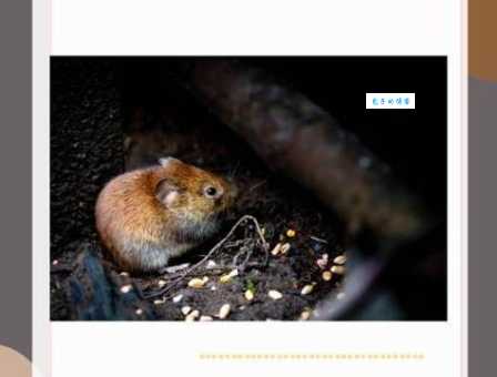 杀声四起是什么动物啊？原来答案就在我们身边！