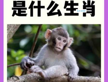 想知道三更到家是什么生肖吗？答案就在这里！