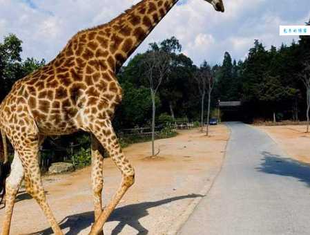 草长莺飞最佳动物到底是谁？读完这篇你就明白了。