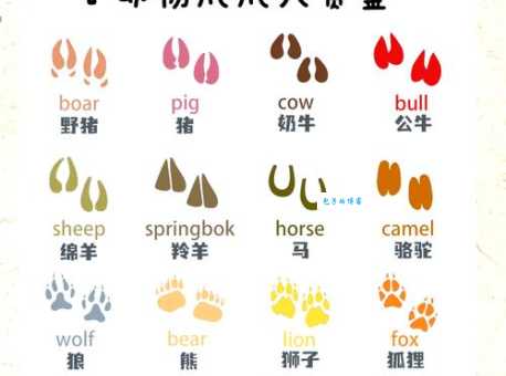 哪个动物能脚踏实地打一个准确动物，答案揭晓！