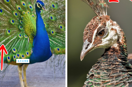 欺人之谈打一动物的秘密，揭晓答案让你恍然大悟！