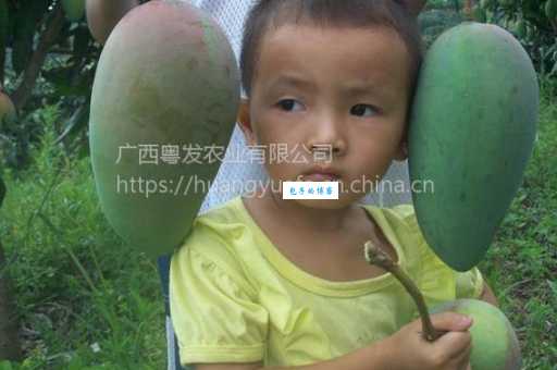 石榴武士找桂花精准一肖怎么找？教你快速定位秘诀！